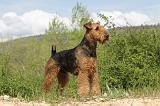 AIREDALE TERRIER 146